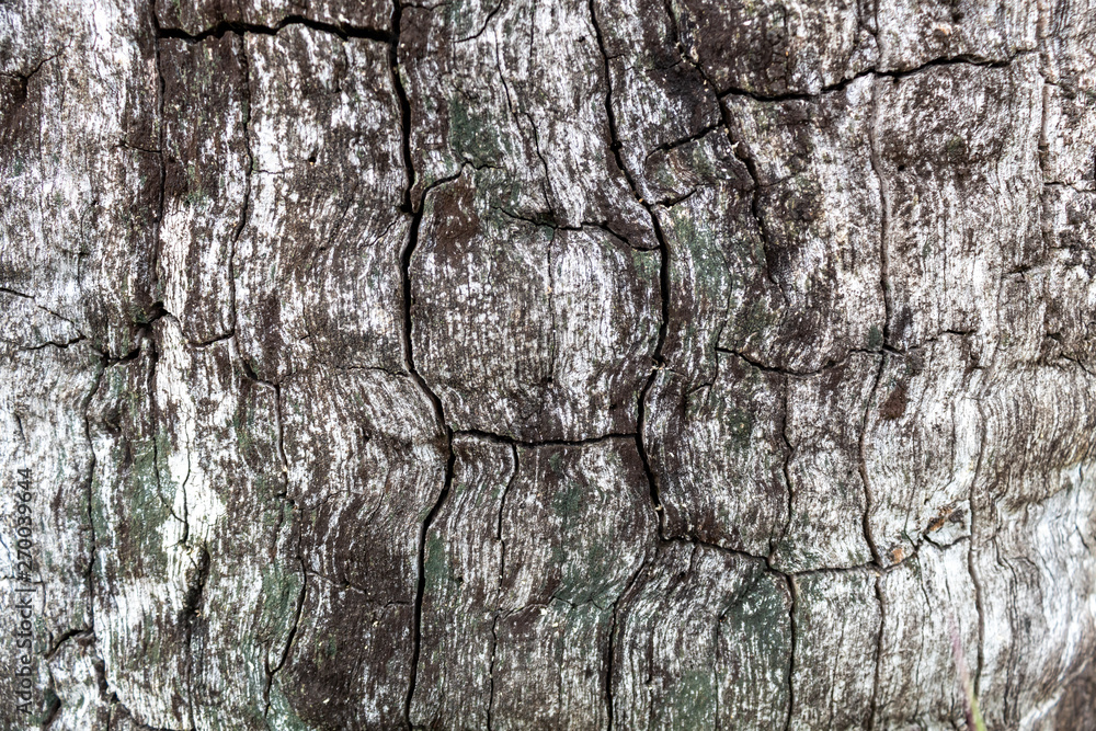 Grayish Cracked Old Oak Tree Texture Grayish Cracked Old Oak Tree Texture