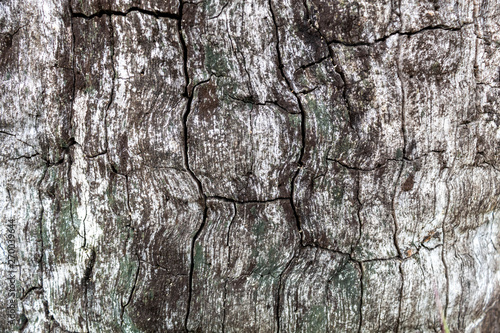 Grayish Cracked Old Oak Tree Texture