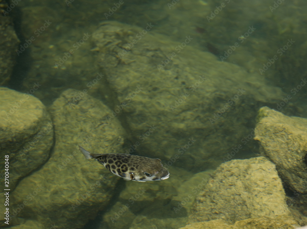 Fisch Kofferfisch im Wasser Meer Fisch Kofferfisch im Wasser Meer