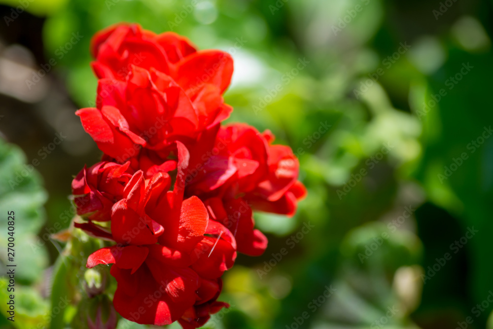 Closeup on small red geranium