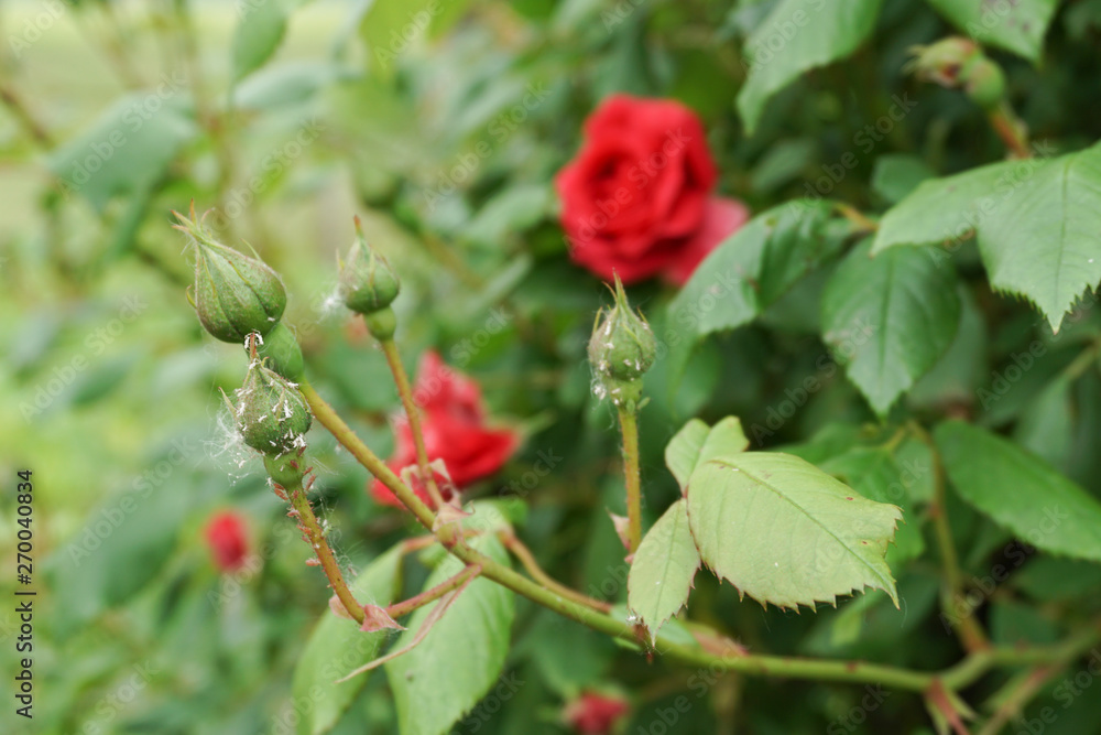 Aphidoidea Schädling von Rosen, Blattlaus Schädlingsbefall Aphidoidea Schädling von Rosen, Blattlaus Schädlingsbefall