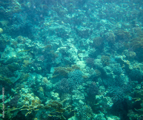 sea fish near coral  underwater