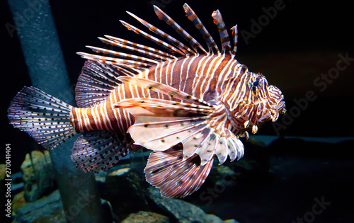 Passing Lion Fish photo