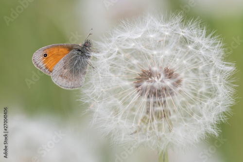 Butterfly on a dandelion. Coenonymha pamphilus.