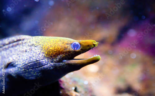 Yellow Headed Moray Eel photo