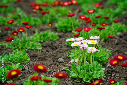 Vintage little red flowers with white head in center, nature beautiful, toning design spring nature, sun flowerbed plants