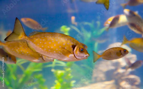 Fototapeta Naklejka Na Ścianę i Meble -  Spotted Surgeon Fish