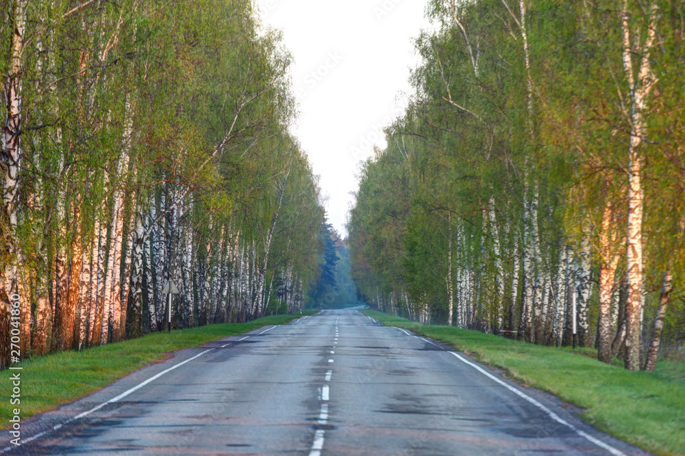 Countryside road between green trees. Countryside road between green trees.