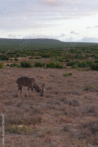 Male kudu antelope with spiral horns grazing in the wild © Olga K