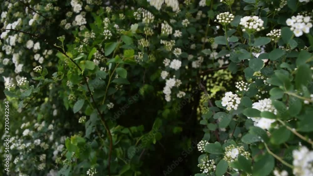 Many white flowers on a dark green background of foliage. Many white flowers on a dark green background of foliage.