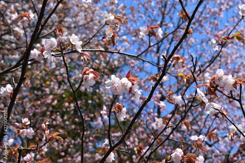 日本の北海道のエゾヤマザクラ