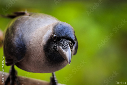 Crow Close up
