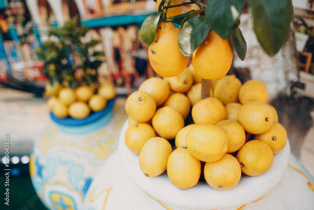 Lemon tree and lemons in a pot