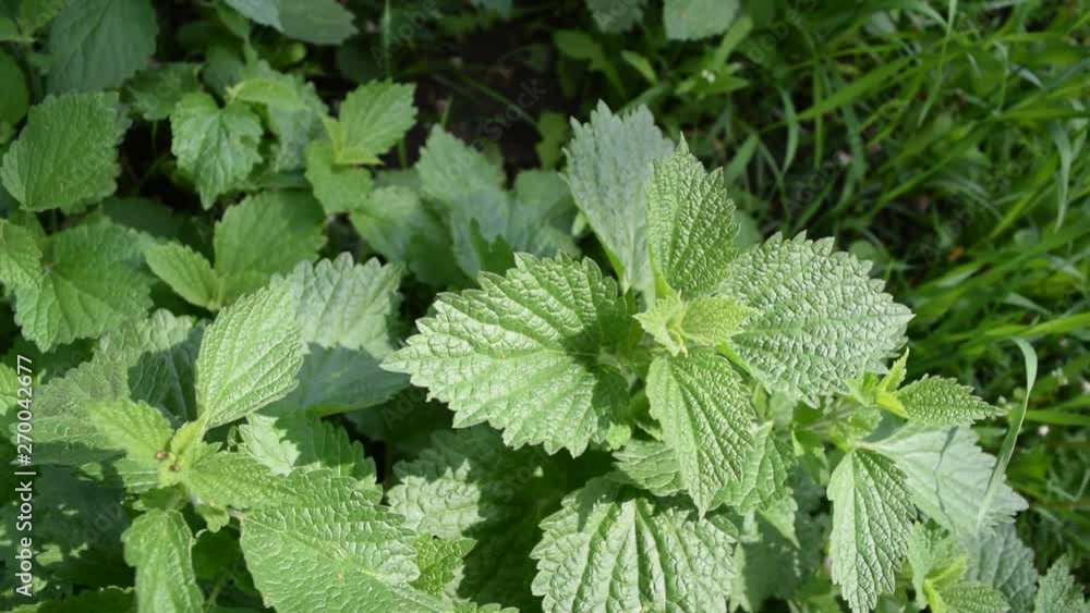 Beautiful green nettle. Plants in spring. Beautiful green nettle. Plants in spring.