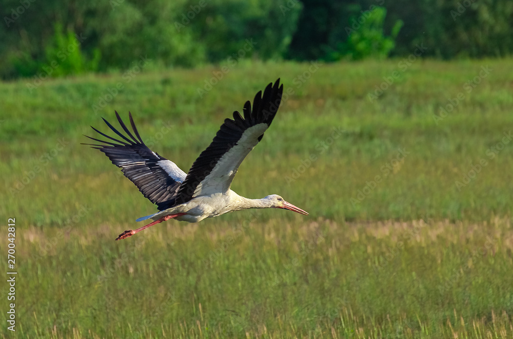 Naklejka premium Stork flies over a green meadow.