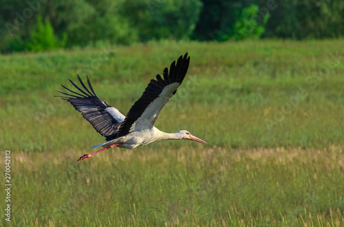 Stork flies over a green meadow. © VASILEVS