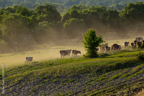 A herd of cows goes into the distance through the clouds of dust.