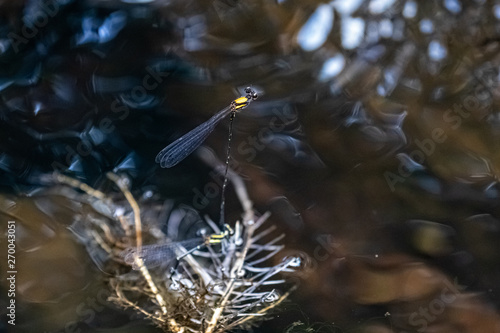 Orange-backed Threadtail (Prodasineura croconota)  mating photo