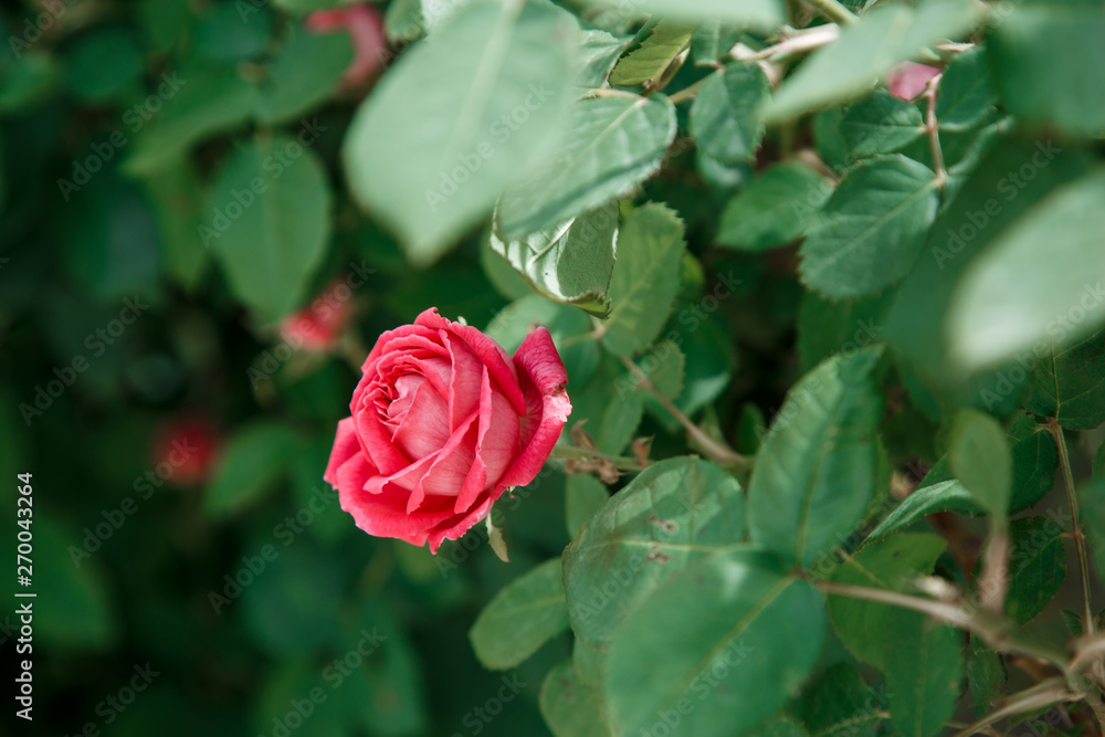 pink delicate rose closeup. selective focus with shallow depth of field pink delicate rose closeup. selective focus with shallow depth of field