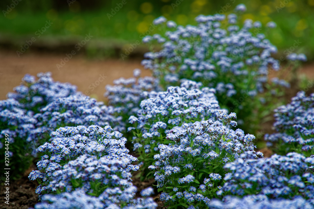 Obraz premium blue little flowers on bush, Meadow plant background: forget-me-not close up and green grass. Shallow DOF.