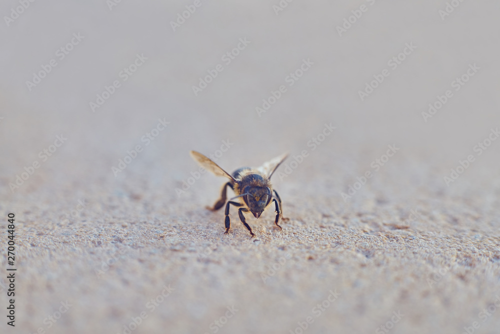 bee looks for minerals in the soil. bee looks for minerals in the soil.