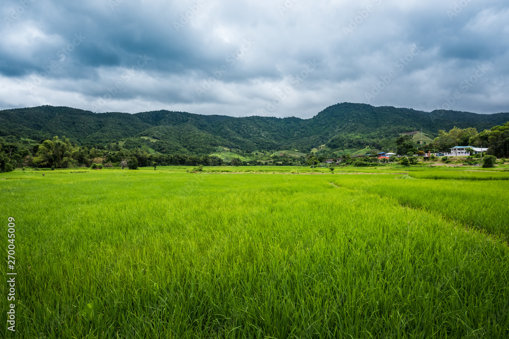 Paddy Rice Field Plantation Landscape