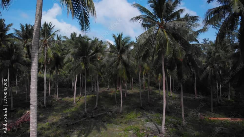 Green lush vegetation with palms in Balabac, aerial shot between the trees in Palawan, Philippines at Punta Sebaring Green lush vegetation with palms in Balabac, aerial shot between the trees in Palawan, Philippines at Punta Sebaring