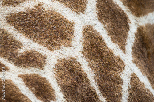 animal skin texture