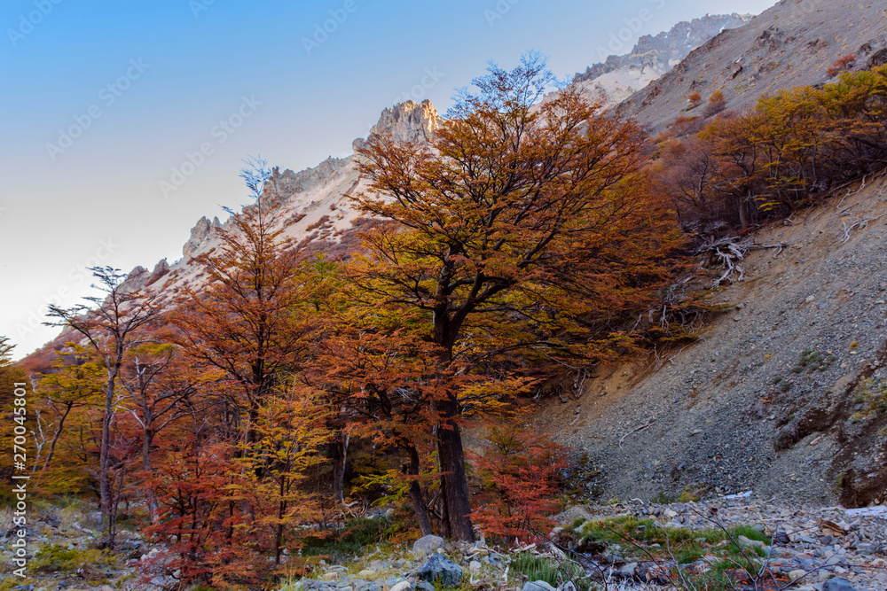 Colorful Nothofagus pumilio tree during autumn season in Patagonia, Argentina