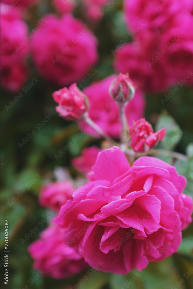 Pink roses grow on a bush in natural conditions, with raindrops on the petals. Pink roses grow on a bush in natural conditions, with raindrops on the petals.