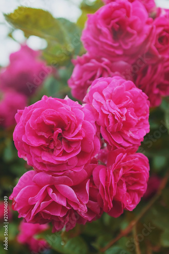 Pink roses grow on a bush in natural conditions  with raindrops on the petals.