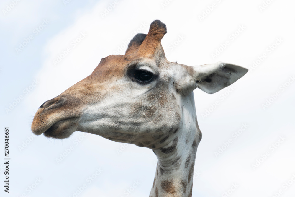 Obraz premium Giraffe head under the sky