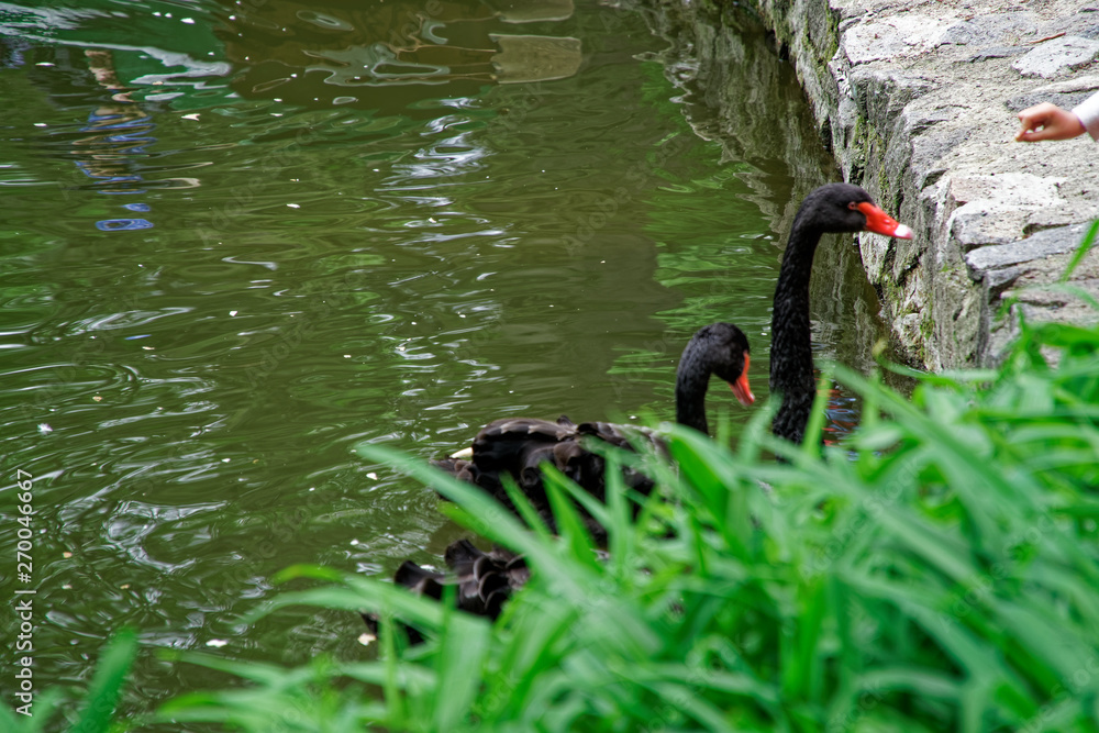Fototapeta premium Swans couple on lake. Ducks and black swans in the reserve