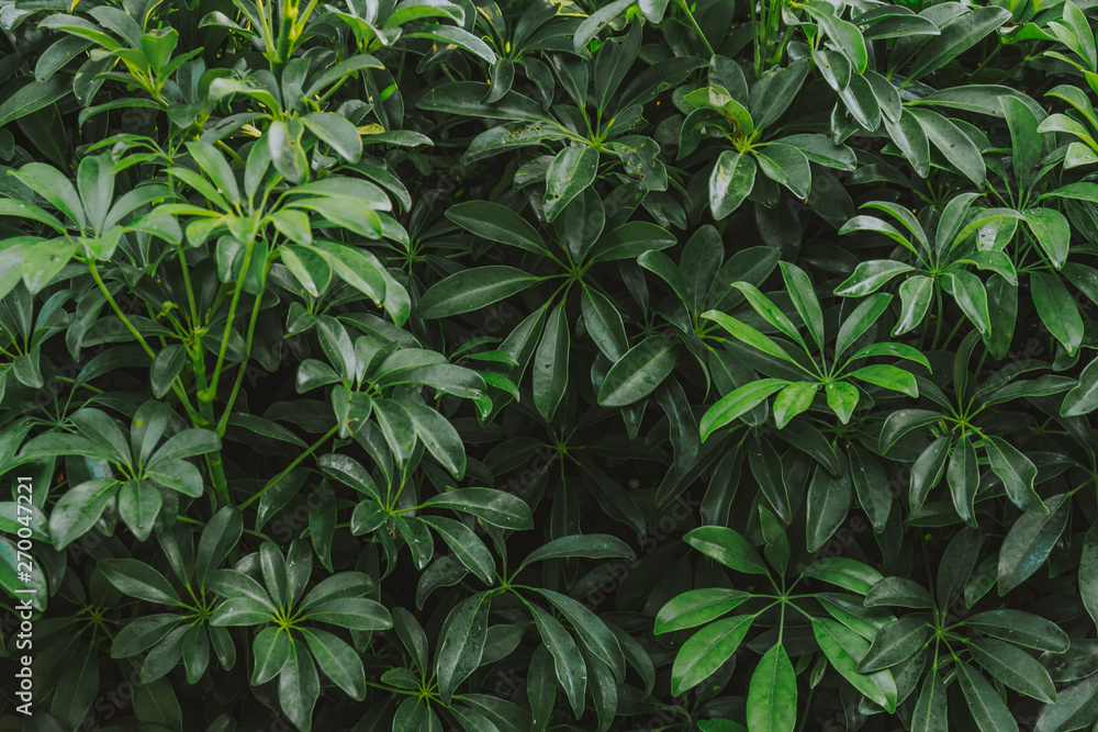 Nature background flat lay of green leaves Nature background flat lay of green leaves