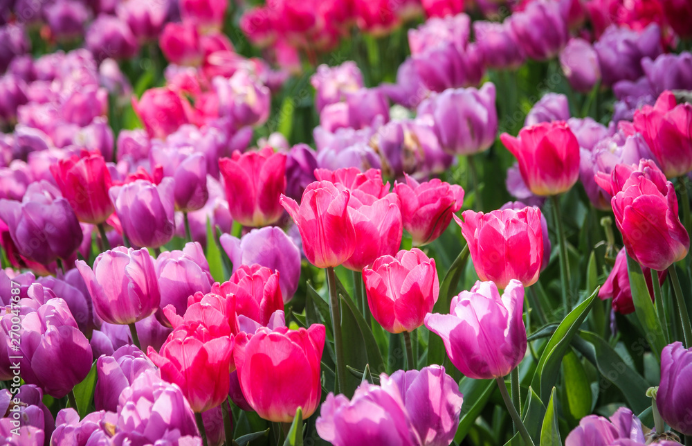 Close up of pink tulips in the garden, Spring background Close up of pink tulips in the garden, Spring background