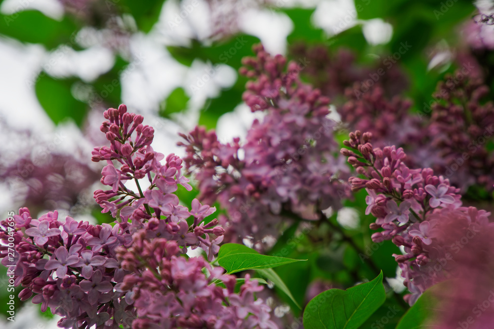 Bush of pink flower hydrangea blooming in the garden Bush of pink flower hydrangea blooming in the garden
