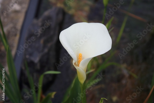 Pond flower