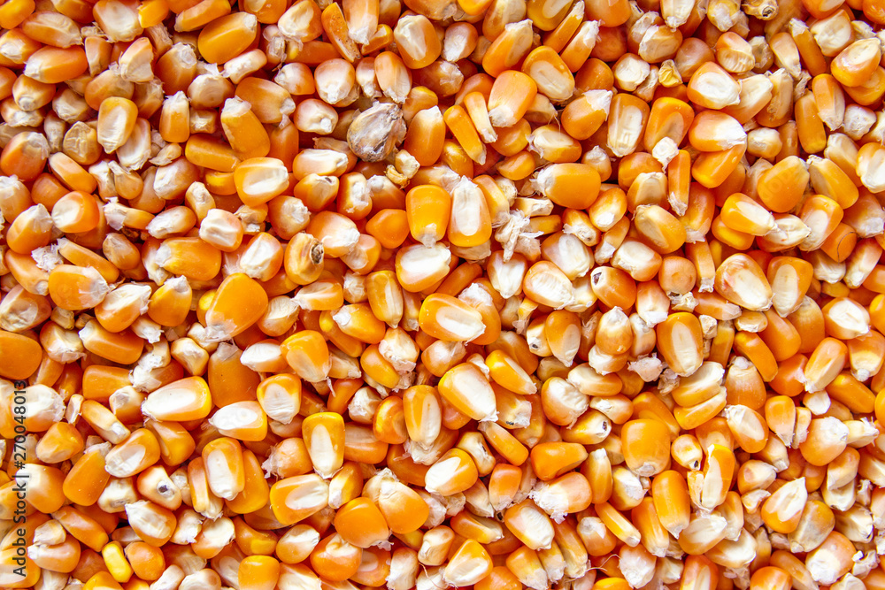 Close up of yellow corn seed Close up of yellow corn seed