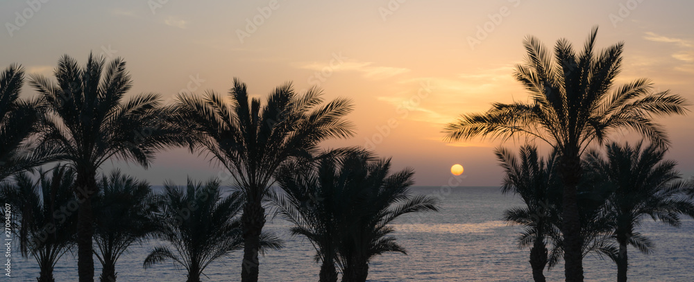 evening sunset landscape on the background of the silhouette of palm trees and the Red Sea with the sky and clouds in Egypt