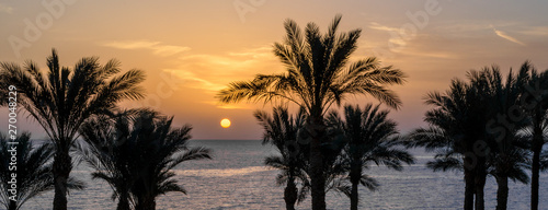 Fototapeta Naklejka Na Ścianę i Meble -  evening sunset landscape on the background of the silhouette of palm trees and the Red Sea with the sky and clouds in Egypt