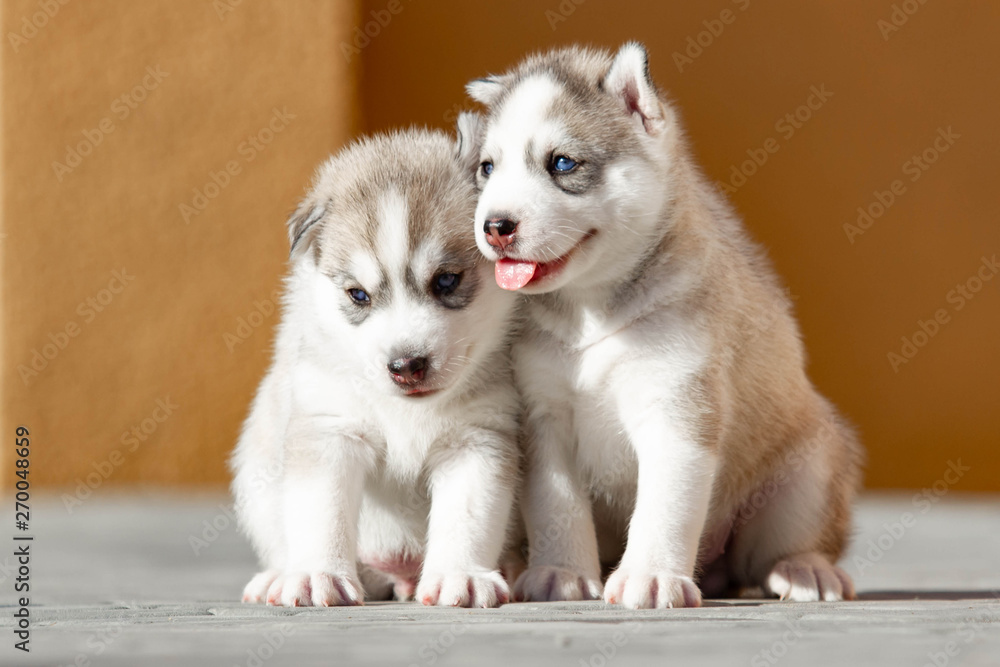 Fototapeta premium Two Little Siberian Husky puppy outdoors