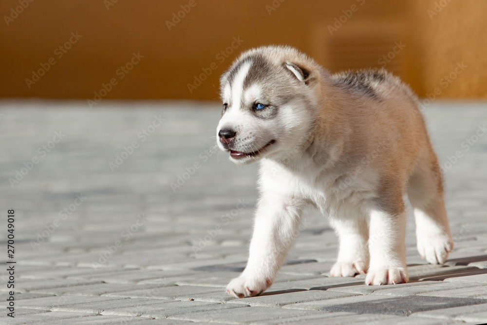 Little Siberian Husky puppy outdoors