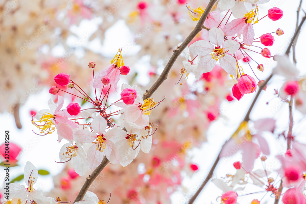 beautiful pink shower flower blooming on branch wishing tree beautiful pink shower flower blooming on branch wishing tree