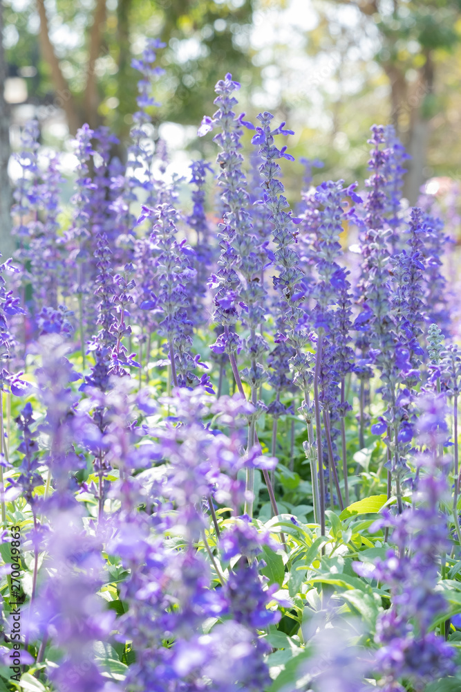 Obraz premium closeup beautiful fernleaf lavender flower