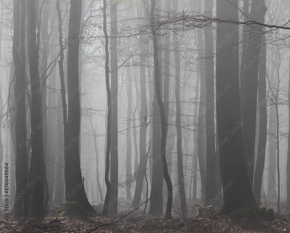 Naklejka premium foggy forest