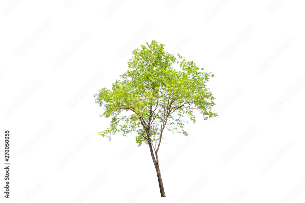 Single green tree on white background nature concept. Single green tree on white background nature concept.