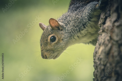 Squirrel close up on tree, Hyde Park, London, UK