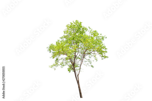 Single green tree on white background nature concept.