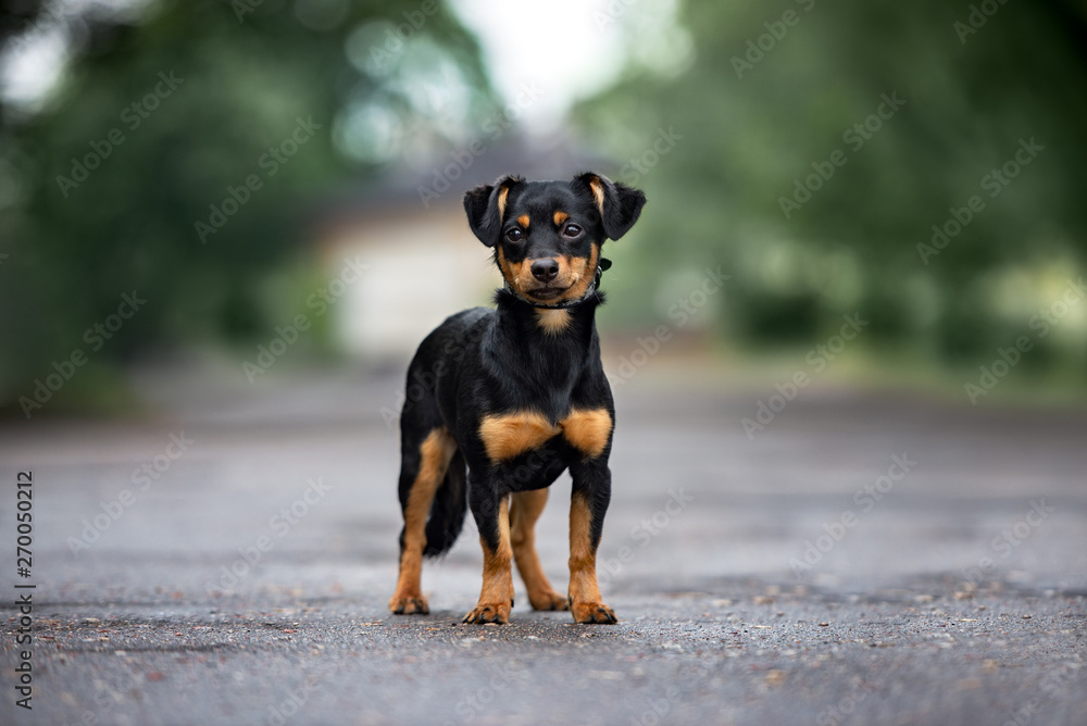 adorable mixed breed dog posing outdoors in summer