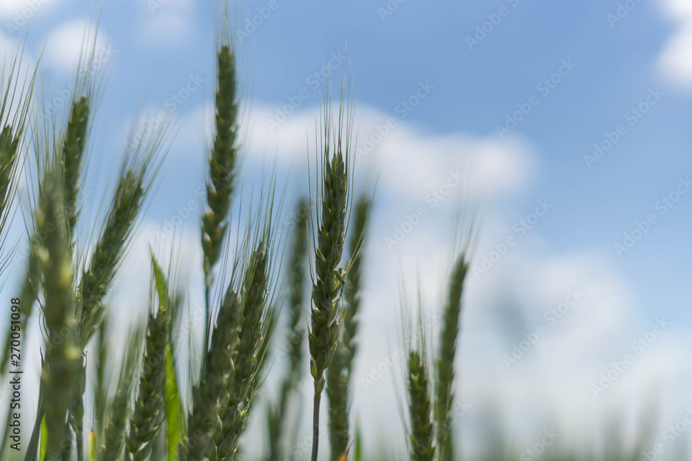 Green spikelets of wheat on the field against the blue sky and clouds.Selective focus Green spikelets of wheat on the field against the blue sky and clouds.Selective focus